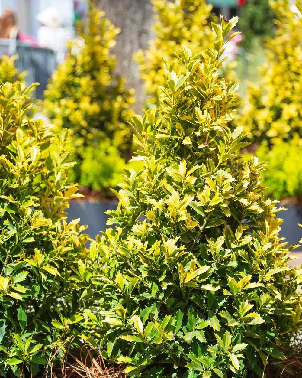 Golden Oakland Holly, credit-southernlivingplantcollection