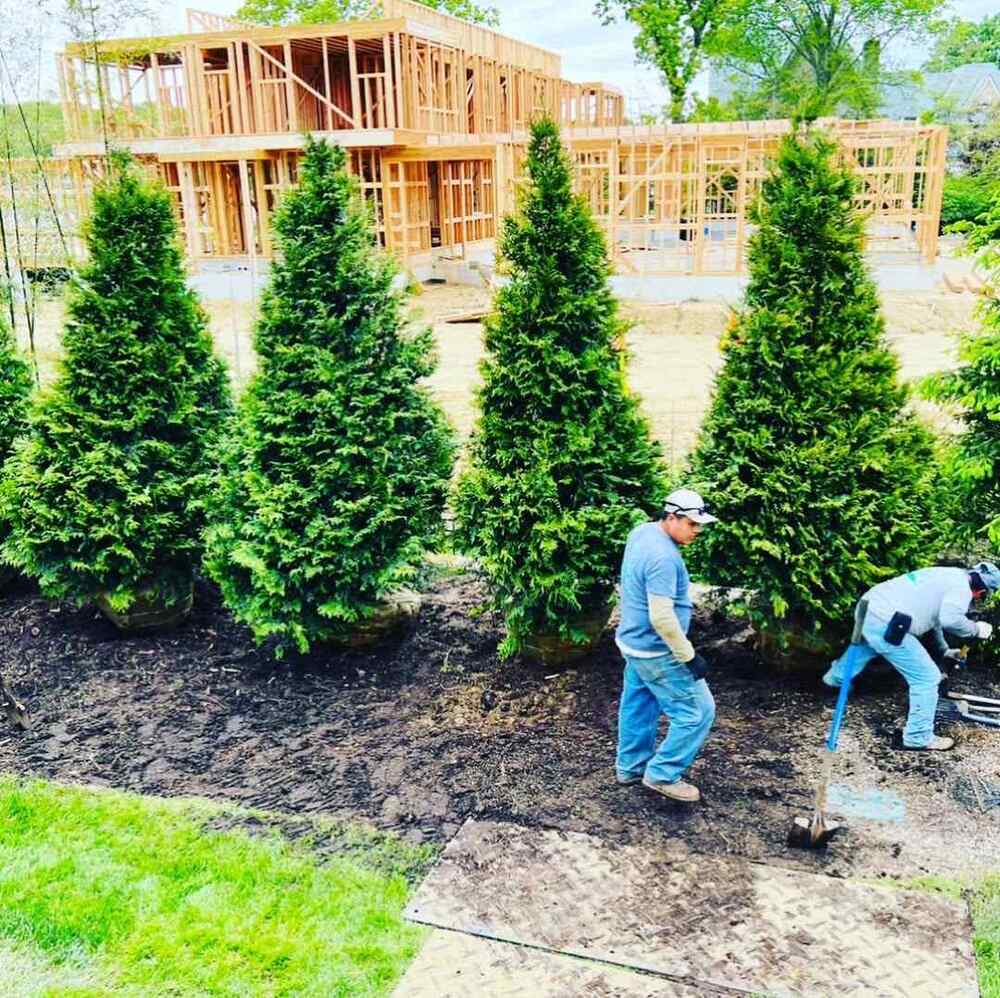 Green Giant Arborvitae, credit-rr_landscaping_llc
