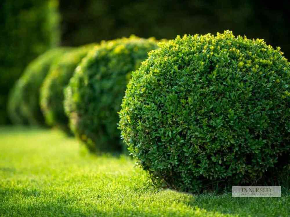 Green Velvet Boxwood, credit-tnnursery