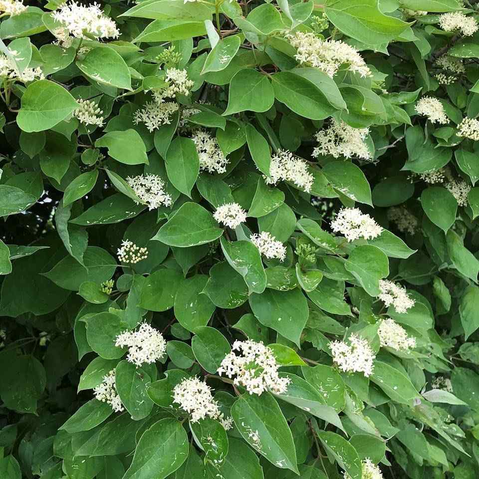 Grey Dogwood, credit-wildernesscenter