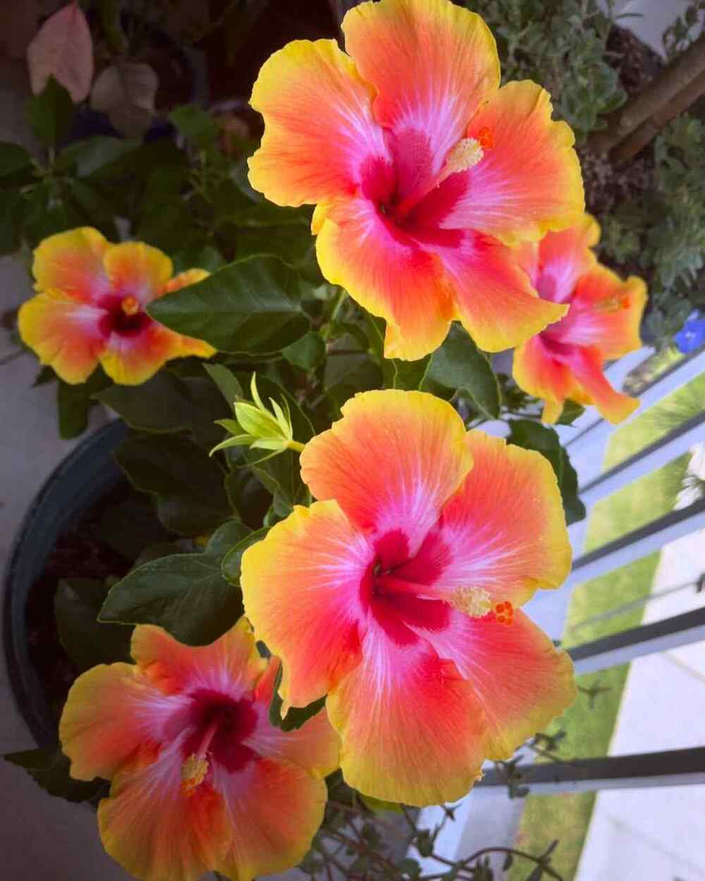 Hawaiian Hibiscus for warm, humid Hawaiian conditions