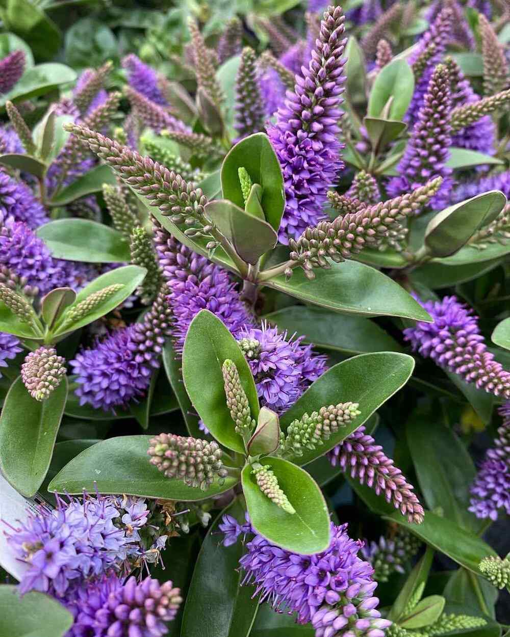 Hebe, credit-globalgarden_zwaanshoek