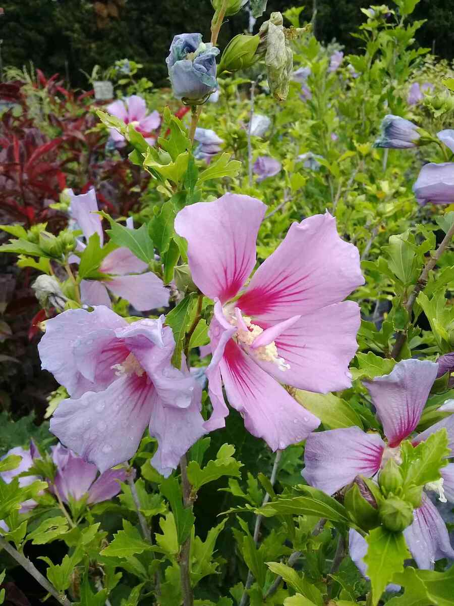 Hibiscus a drought-tolerant shrub for Florida yards