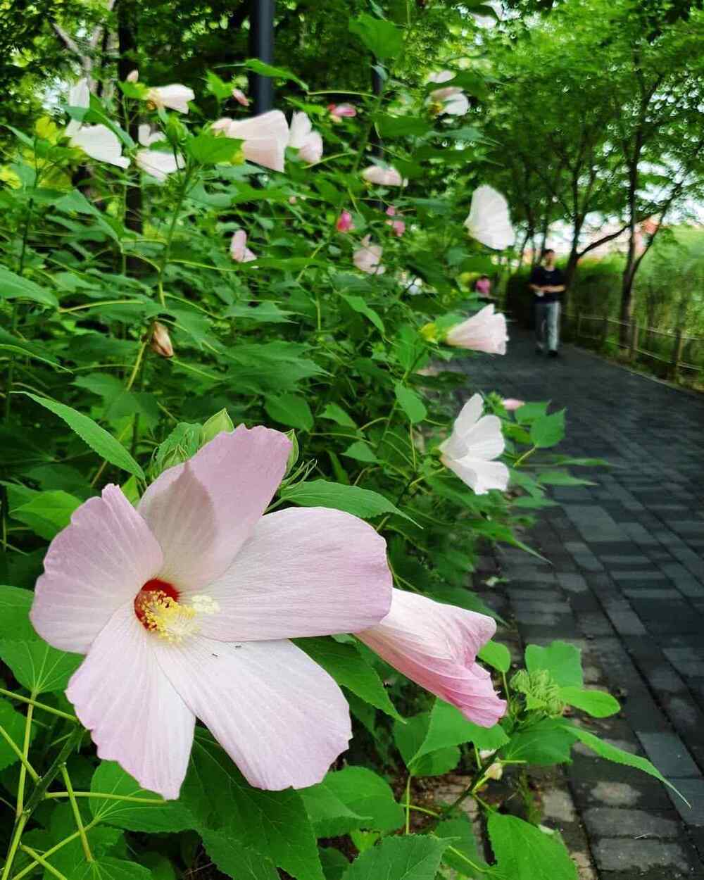 Hibiscus mutabilis, credit-kkon_nara