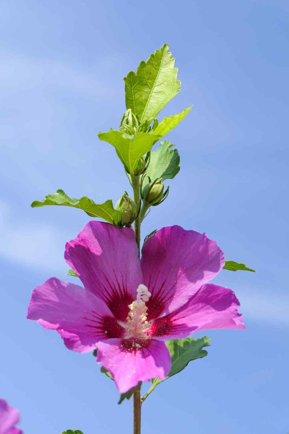 Hibiscus syriacus