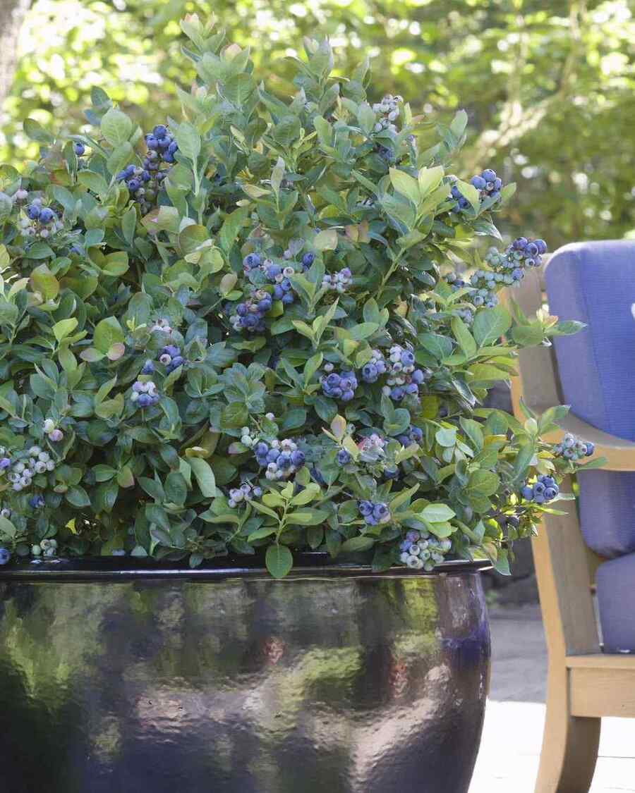 Highbush Blueberry suited to Massachusetts climate