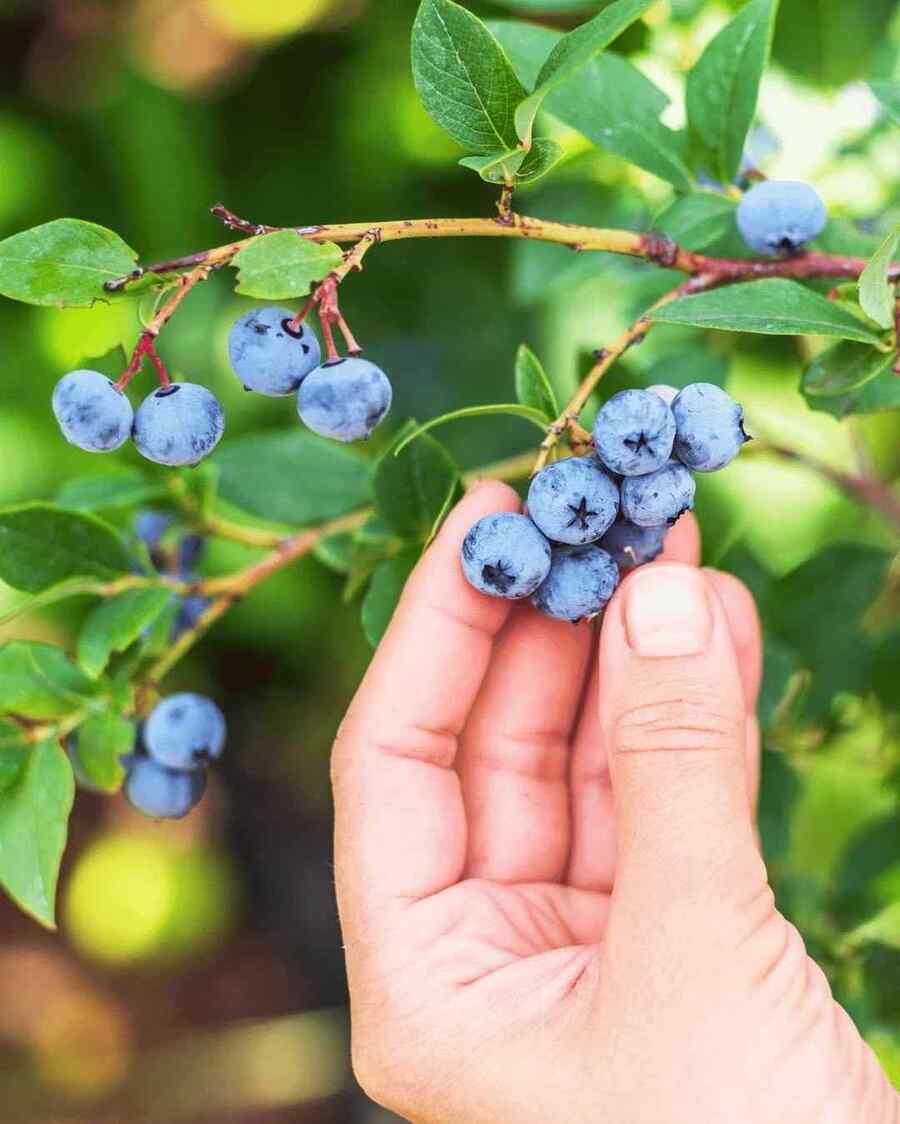 Highbush Blueberry that thrive in Vermont’s climate