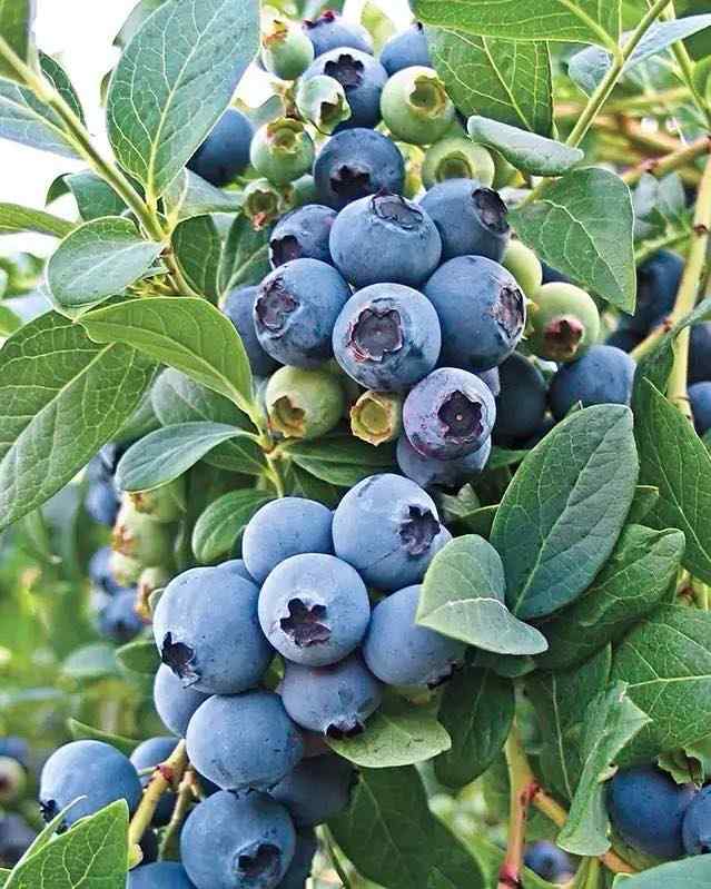 Highbush Blueberry best shrubs for Maine landscapes