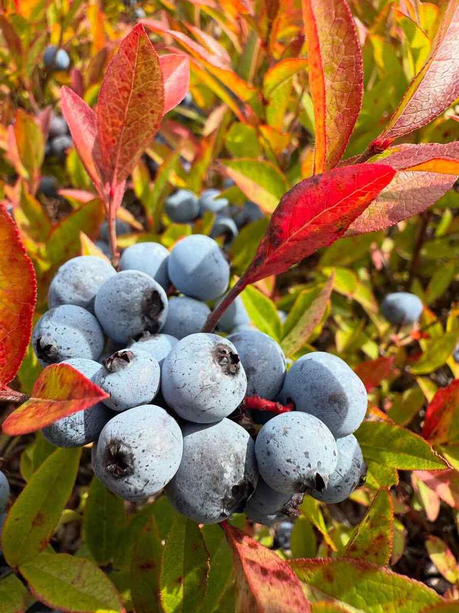 Highbush Blueberry New Hampshire native shrub options