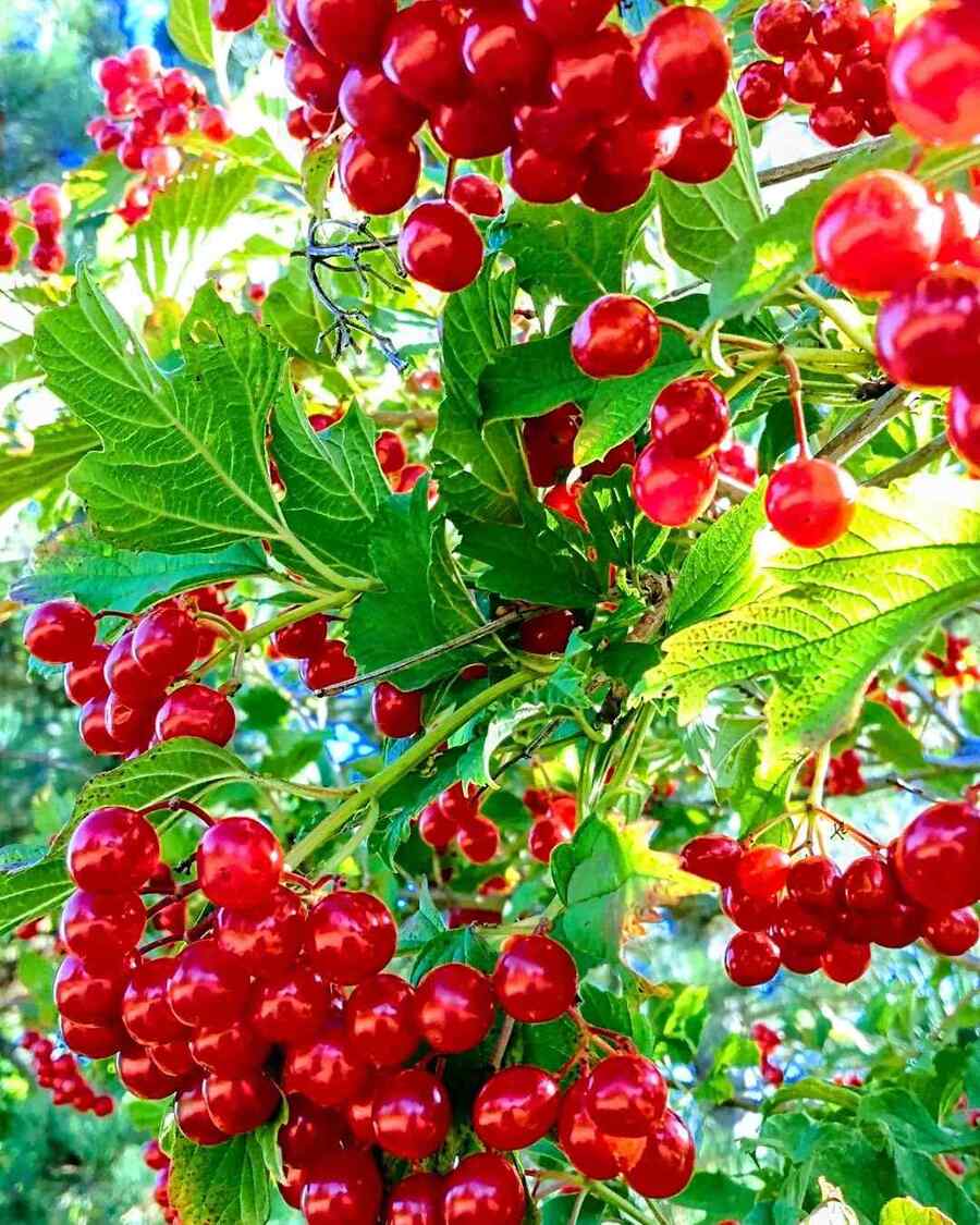 Highbush Cranberry a frost-tolerant shrub suitable for Alaska gardens