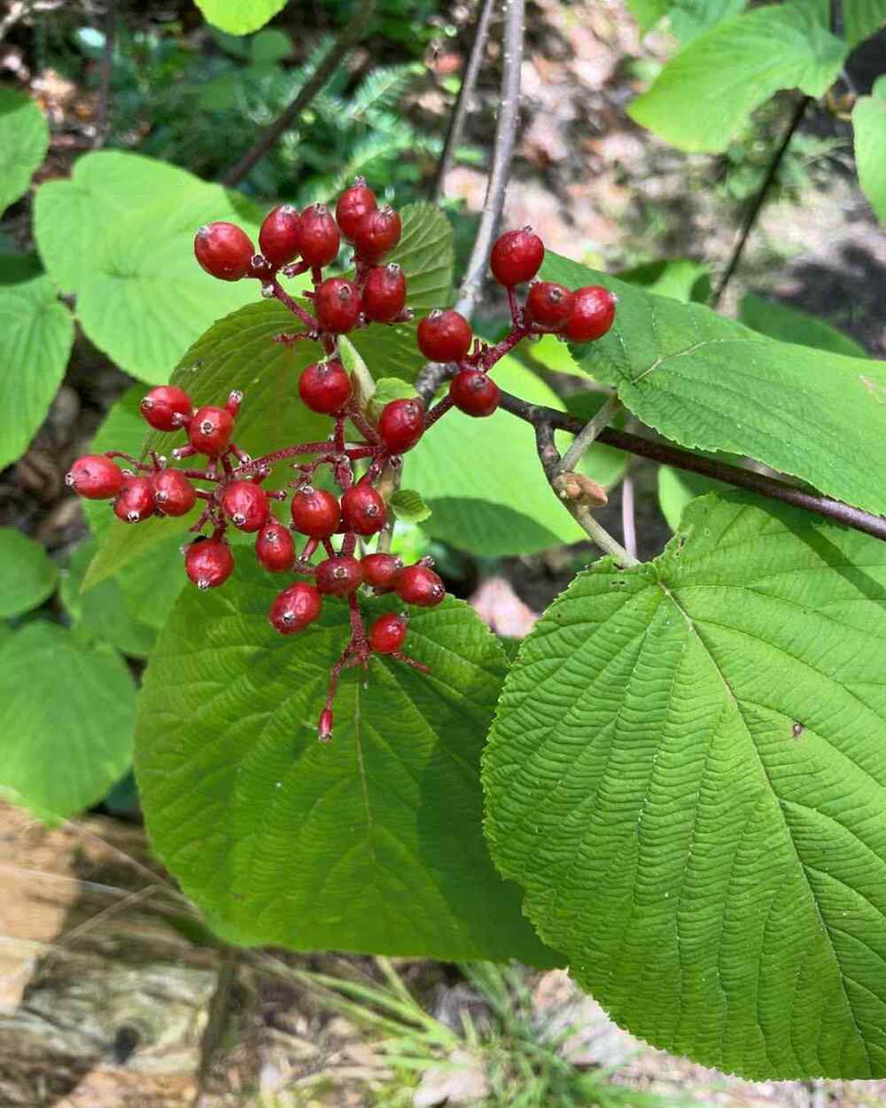 Hobblebush credit-ct_foraging_club