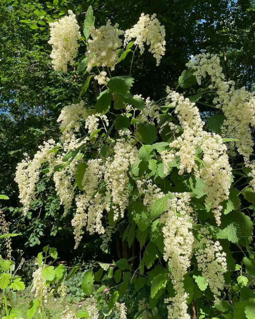 Holodiscus discolor, credit-jardindesquatremares