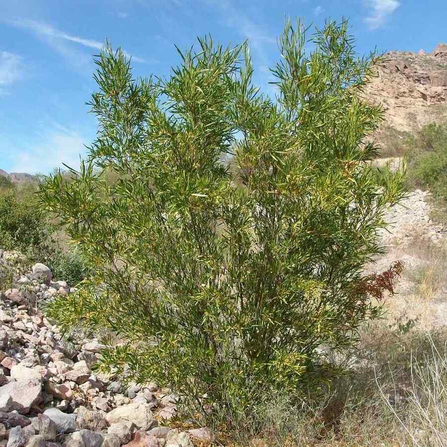Hopbush a heat-tolerant shrub that grows well in Arizona