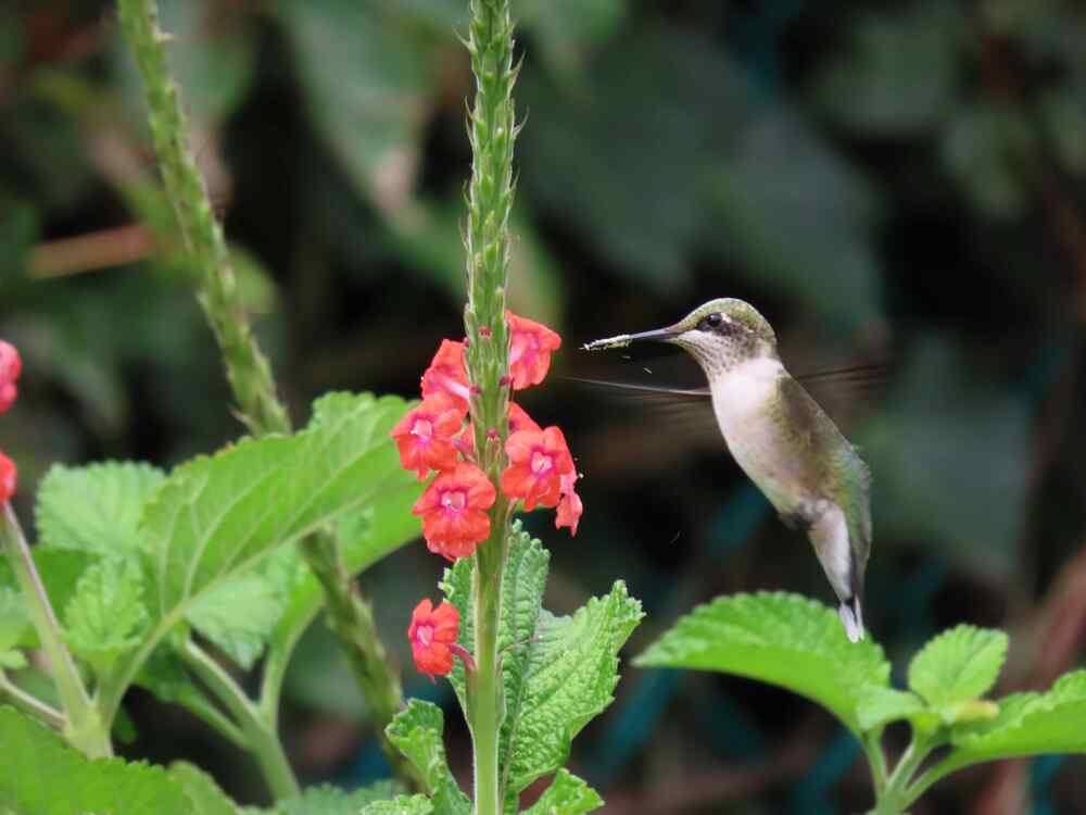 How to Choose the Right Plants for Your California Microclimate