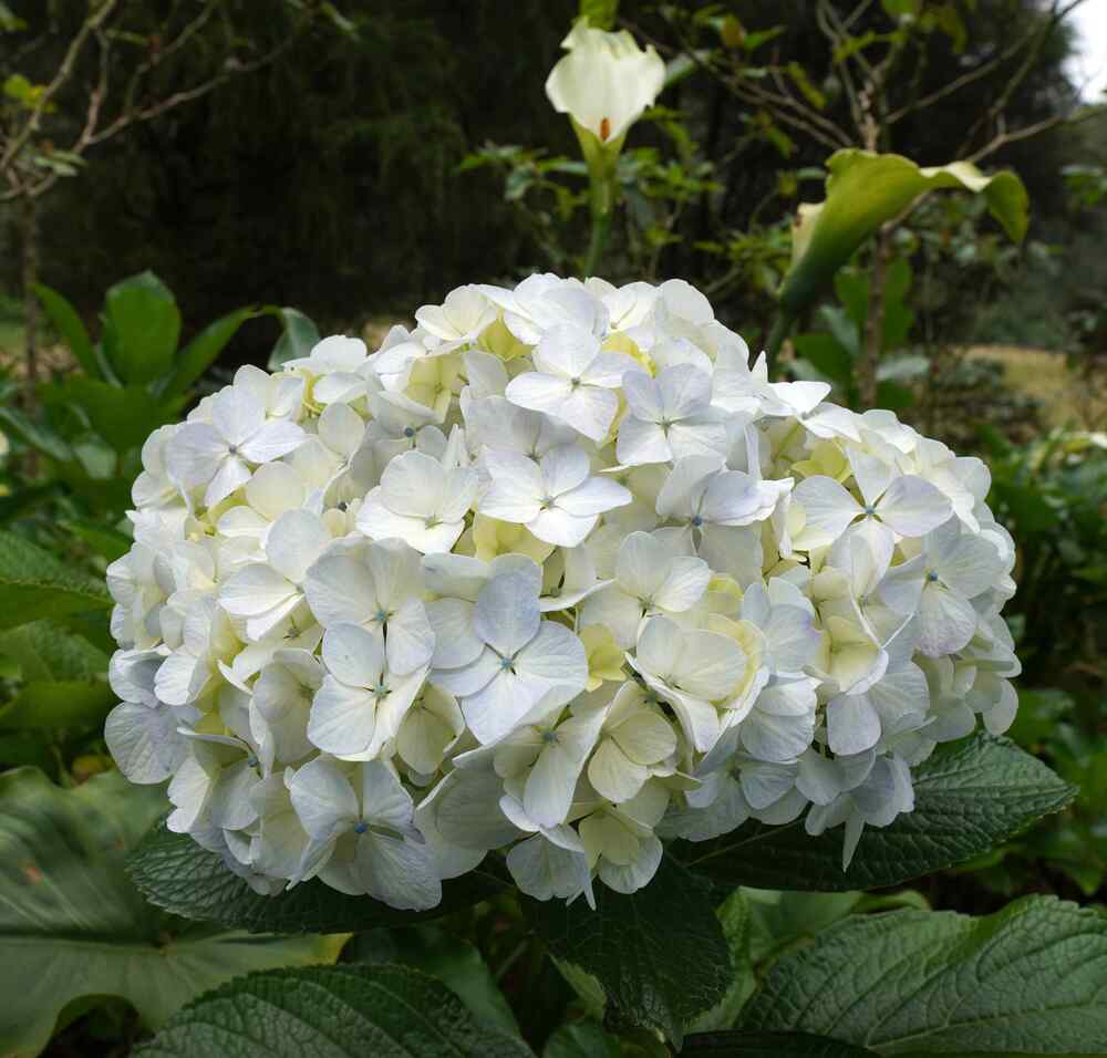 Hydrangea
