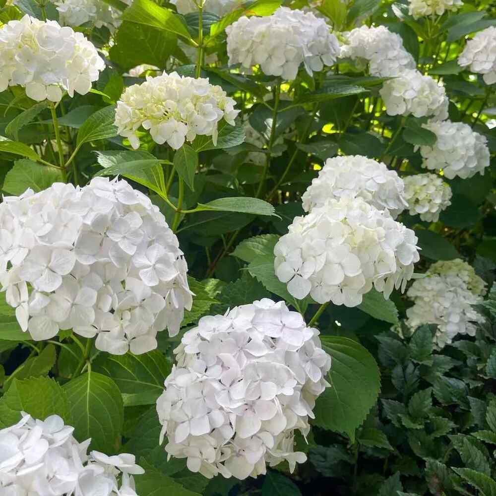 Hydrangea credit-ianbarkergardens