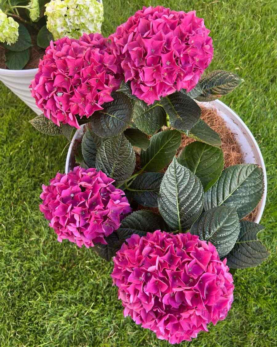 Hydrangea flowering shrubs for Tennessee climates