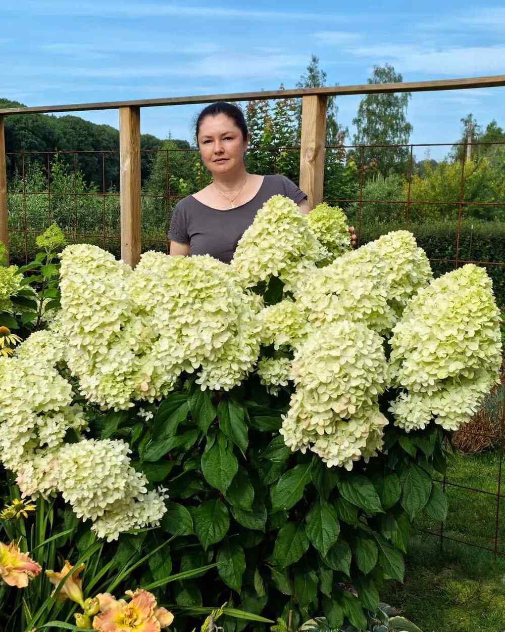 Hydrangea paniculata, credit-olgasblommor