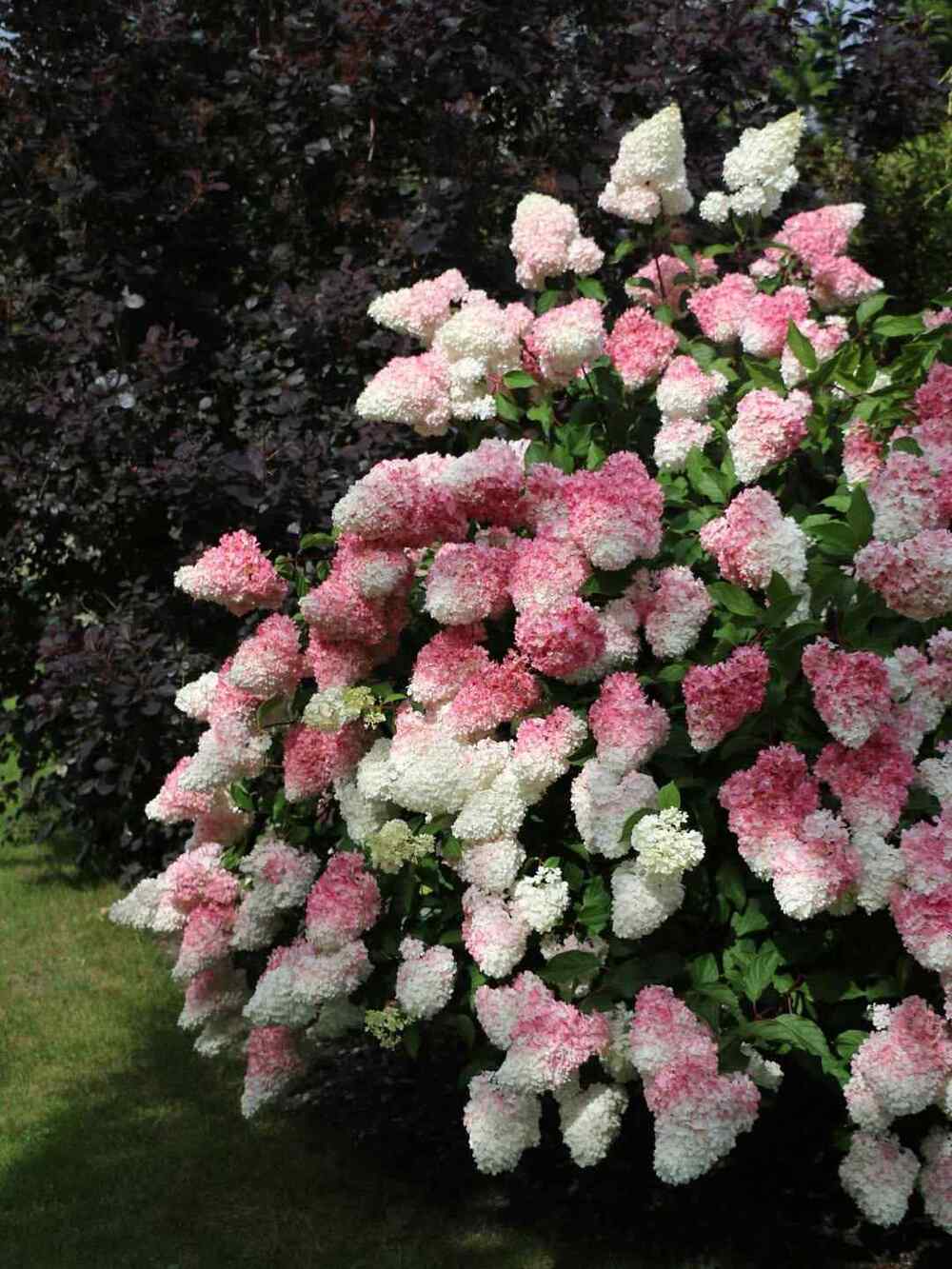 Hydrangea paniculata, credit-sandrasgardenbythesea