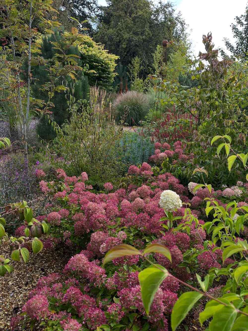 Hydrangea paniculata ‘Little Lime’, credit-abiandtomsgardenplants