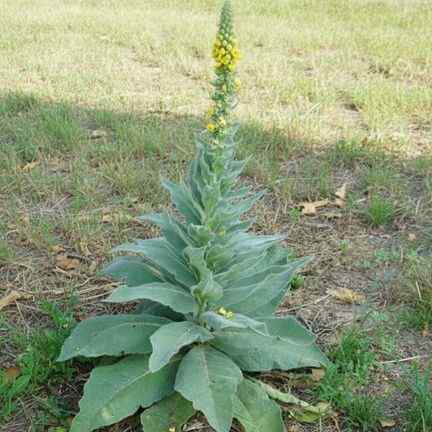 If You Spot This Plant, You’ve Found a Hidden Gem (Most People Walk Right Past)