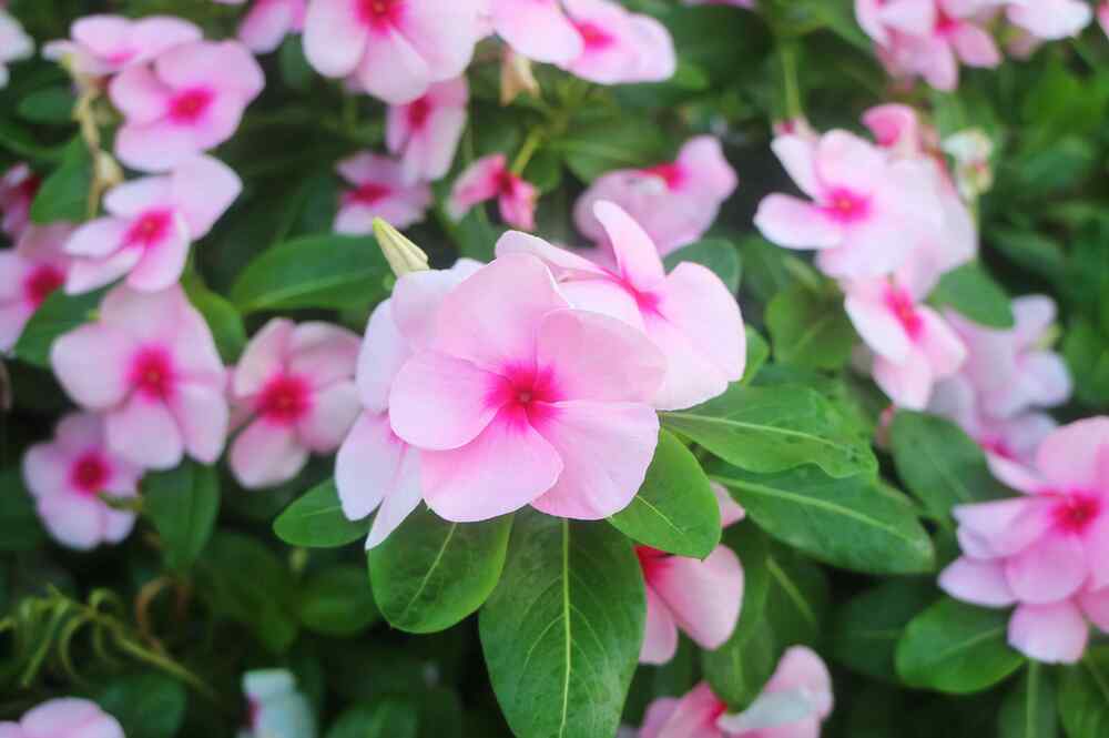 Impatiens