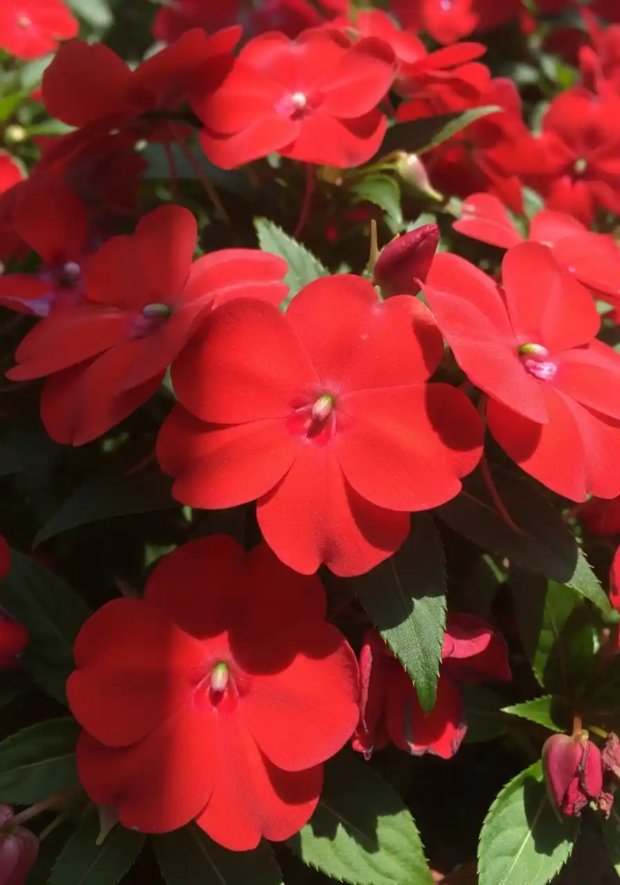 Impatiens (red varieties)