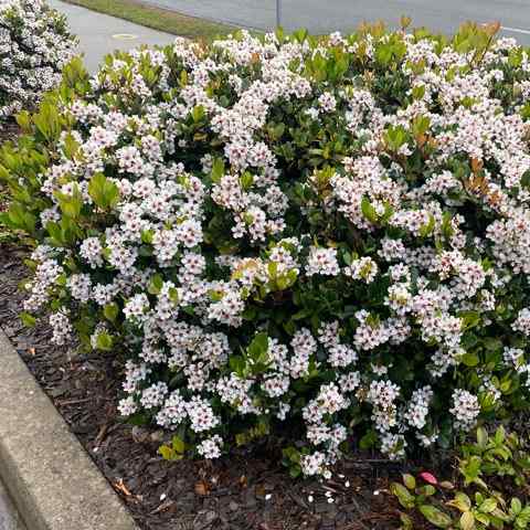 Indian Hawthorn, credit-capegarden