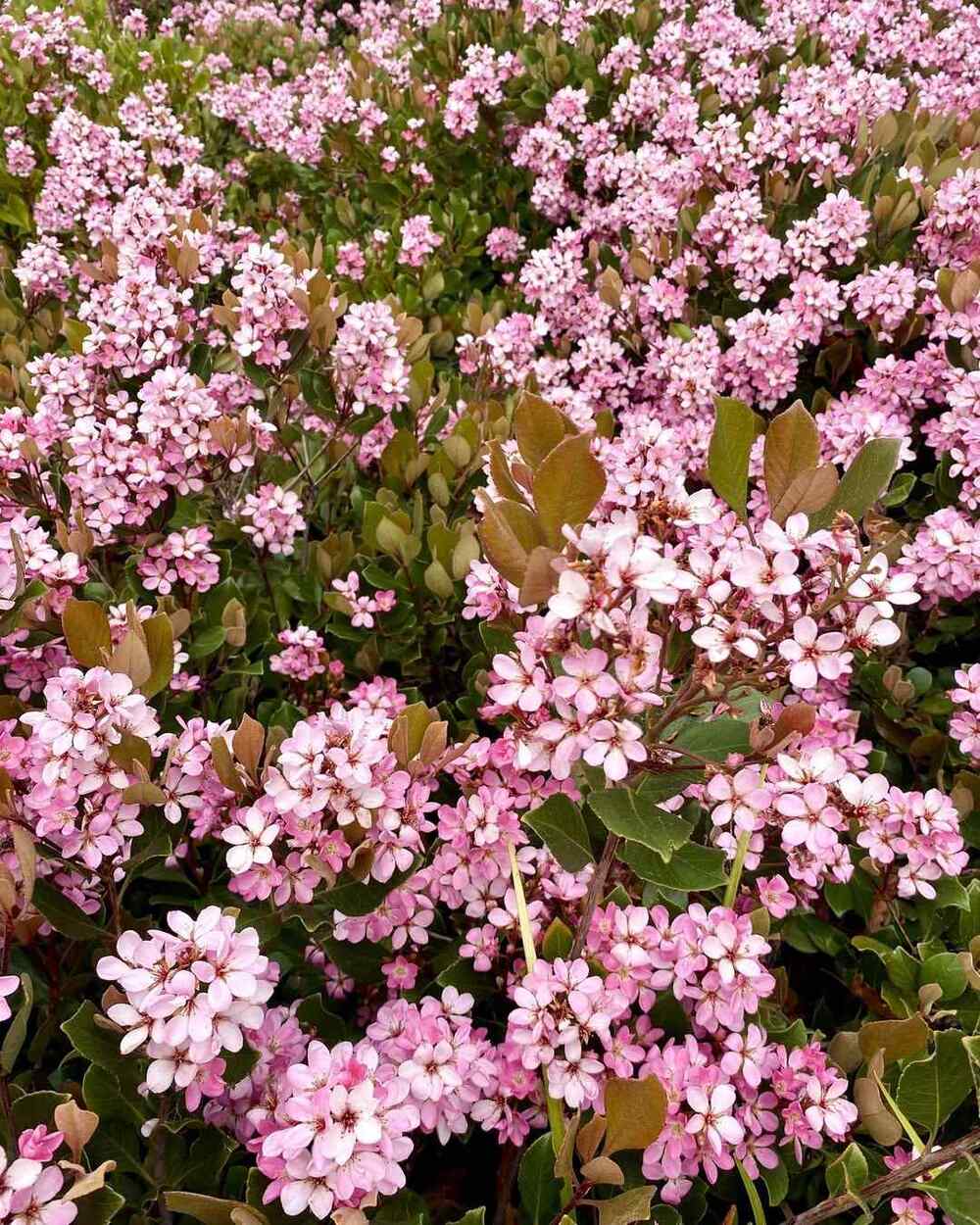 Indian Hawthorn that thrive in Louisiana heat and humidity