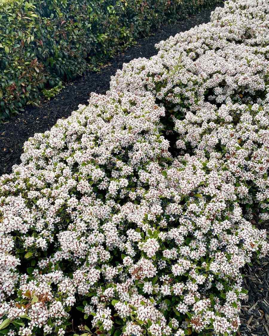 Indian Hawthorn, credit-hellohelloplants