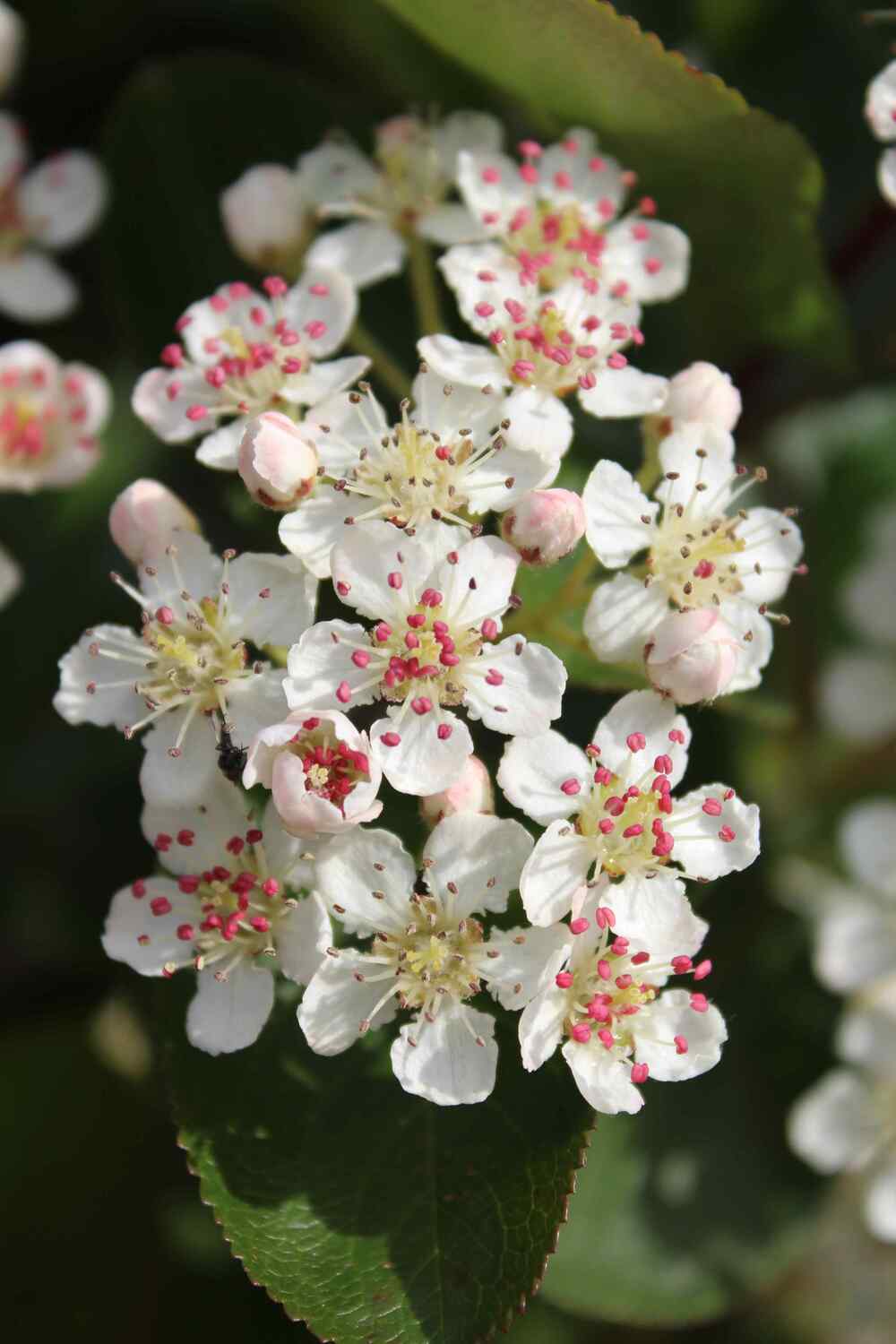 Indian Hawthorn
