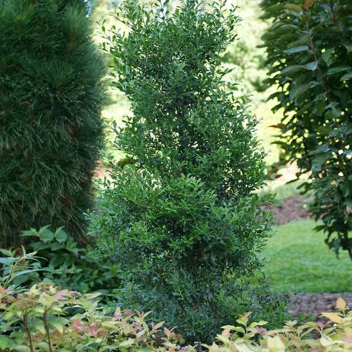 Inkberry Holly for Pennsylvania gardens