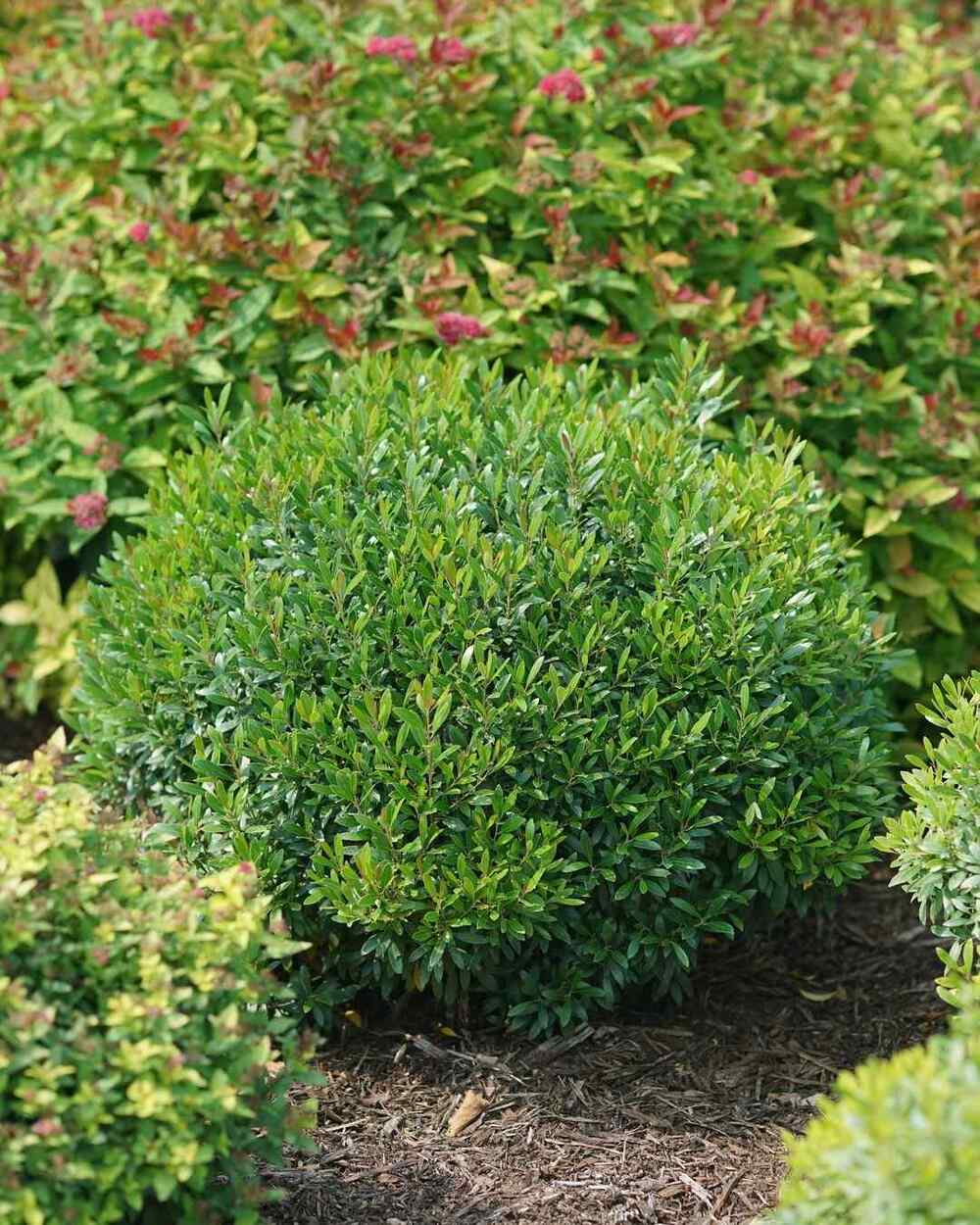 Inkberry Holly, credit-gardeningsimplifiedshow