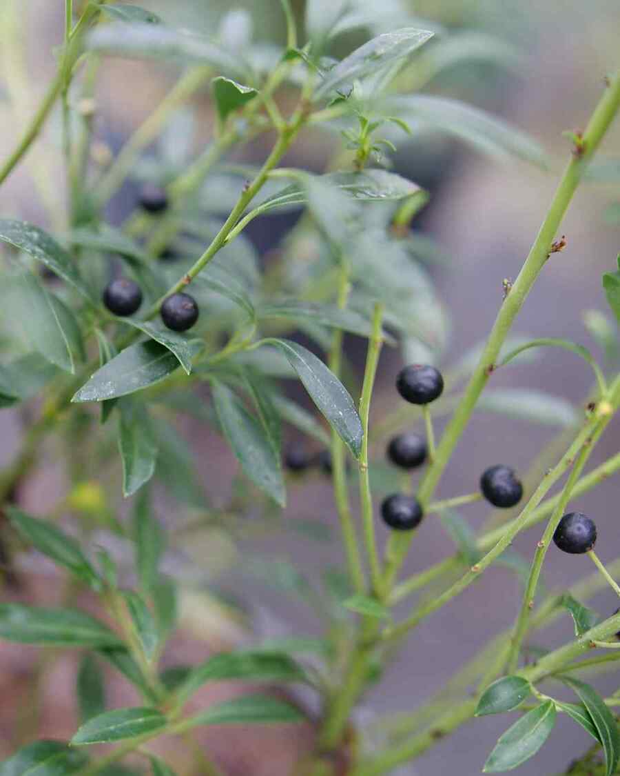 Inkberry Holly, credit-gardeningsimplifiedshow