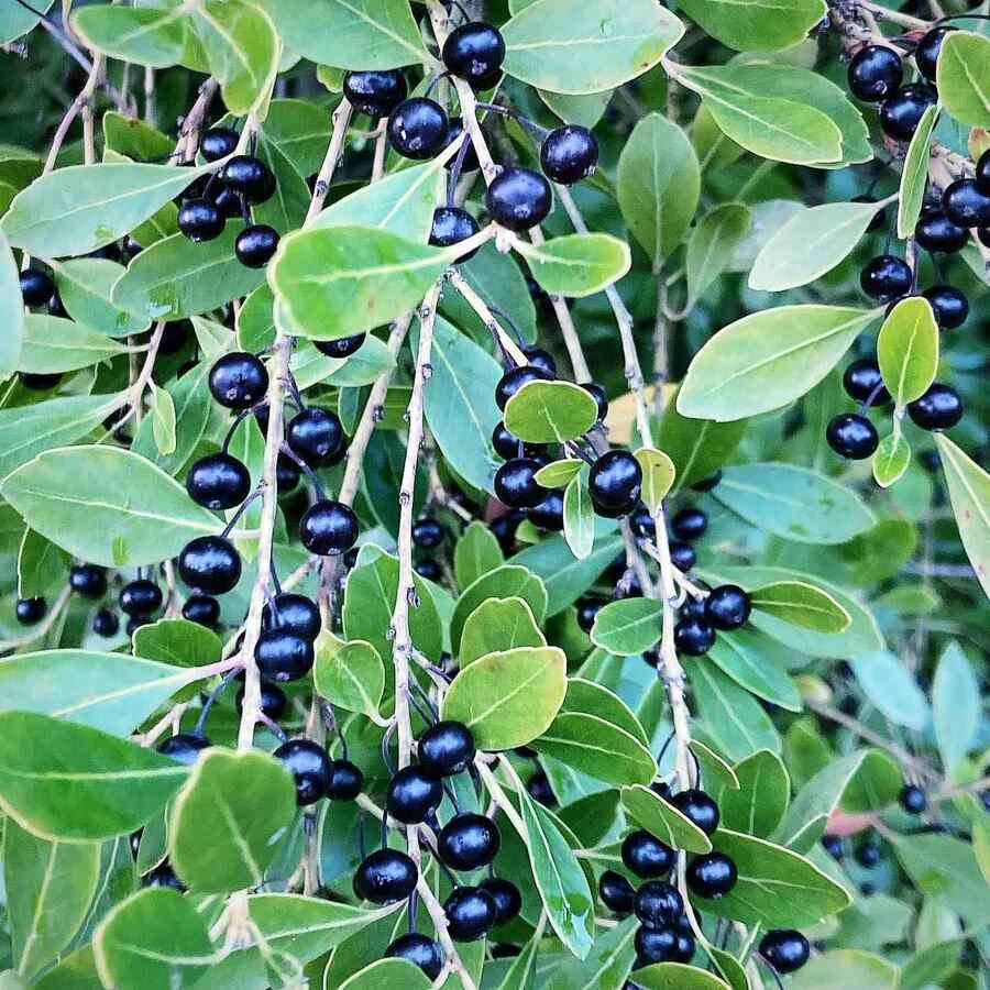Inkberry Holly credit-jeffybynature