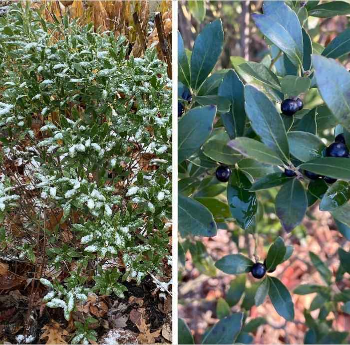 Inkberry Holly for Maryland gardens and yards