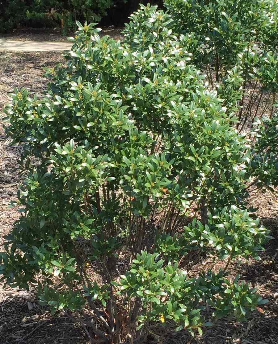 Inkberry Holly credit-mgnvsocialmedia