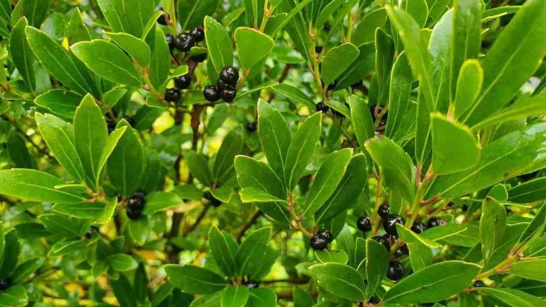 Inkberry Holly low-maintenance shrubs for New Jersey landscaping