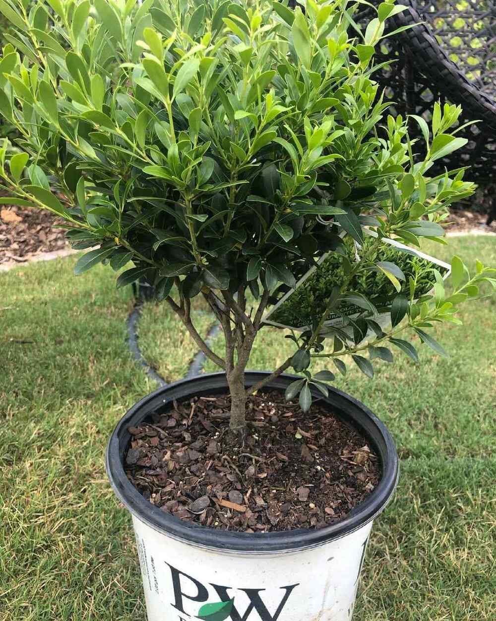 Inkberry Holly, credit-nevs_garden