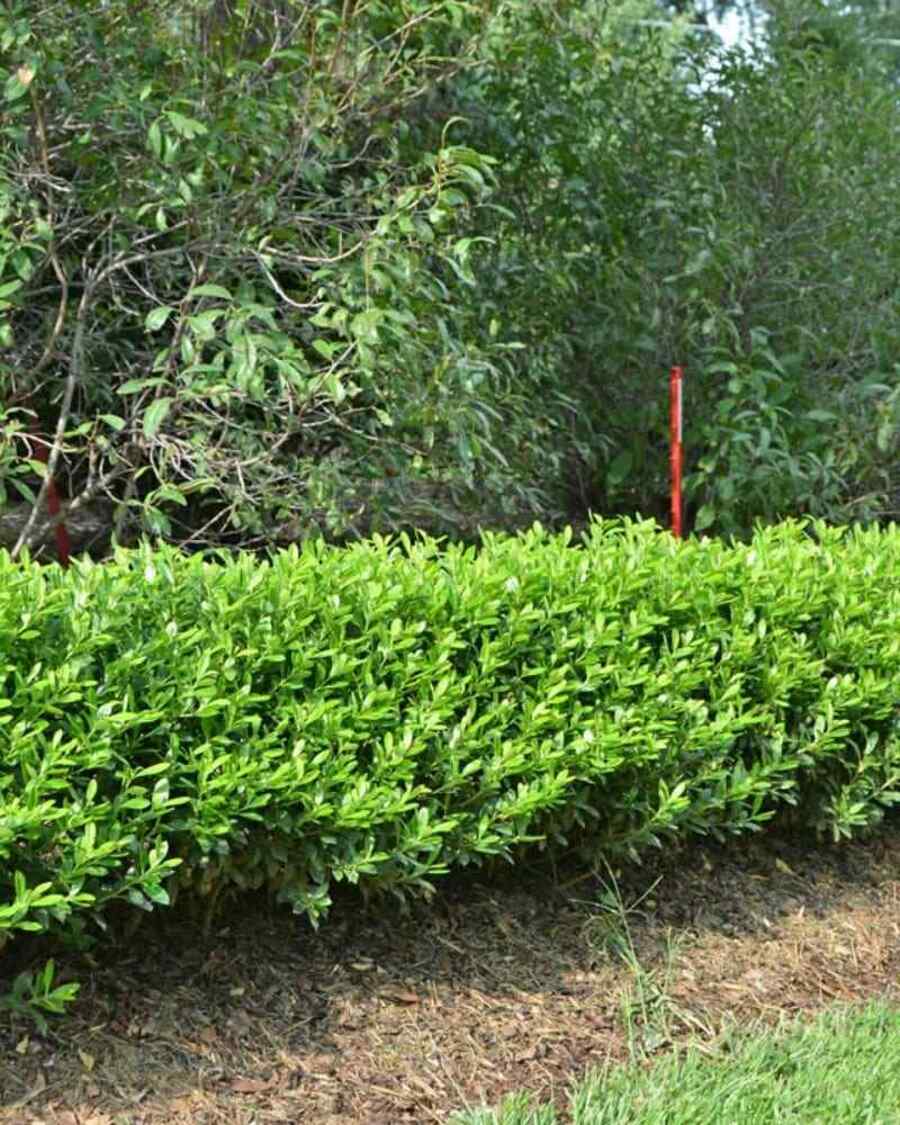 Inkberry Holly native shrubs for New England