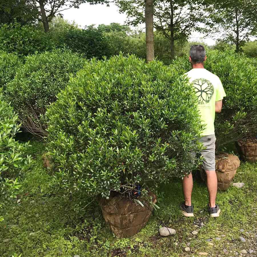 Inkberry Holly ideal for Delaware home landscaping