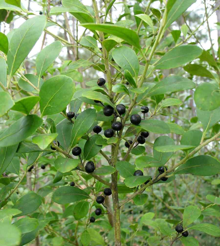 Inkberry credit-georgianativeplantsociety