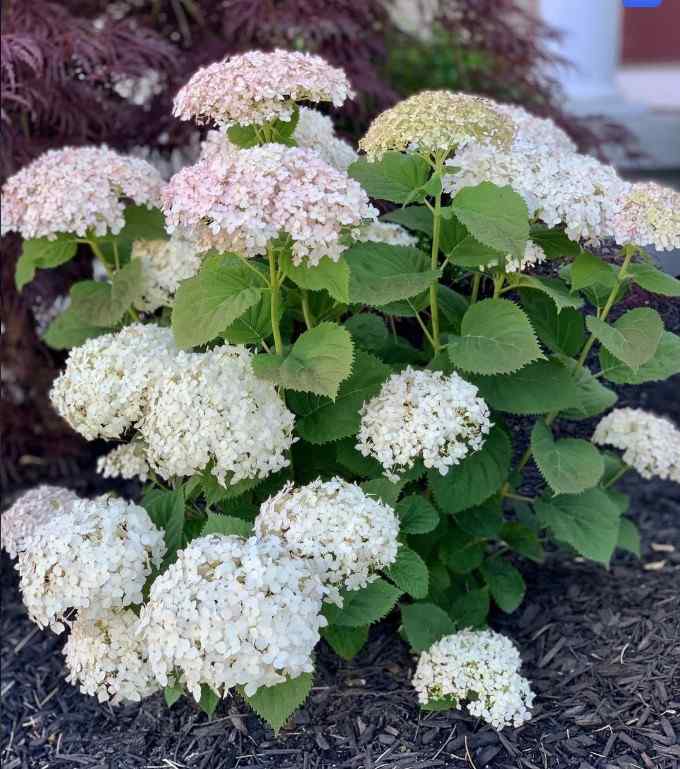 Invincibelle Wee White Smooth Hydrangea, credit-goodpathgarden