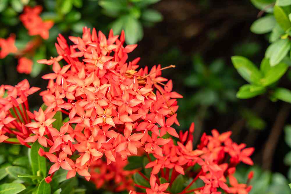 Ixora