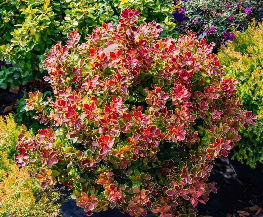 Japanese Barberry, credit-lanoha_nurseries