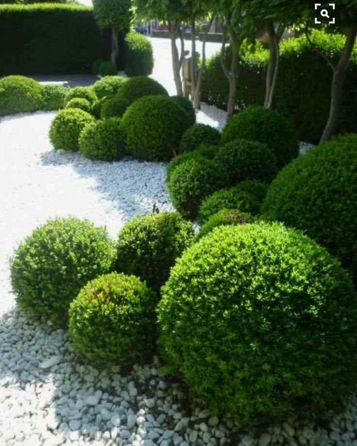 Japanese Boxwood for hot, dry Texas climates