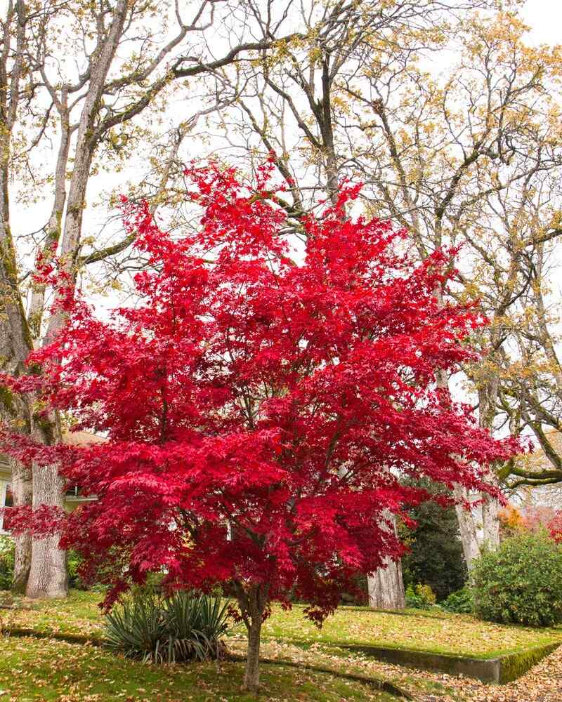 Japanese Maple, credit-monroviaplants