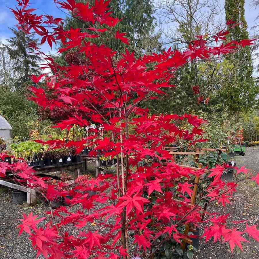 Japanese Maple ‘Bloodgood’, credit-hobartfarmsnursery