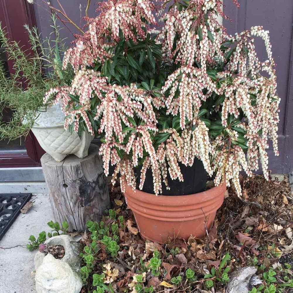 Japanese Pieris, credit-evamonheim