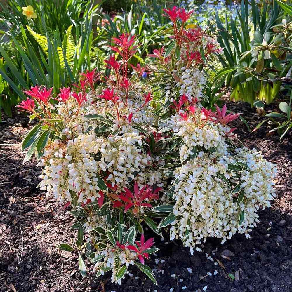 Japanese Pieris, credit-gardeningwithkathleen